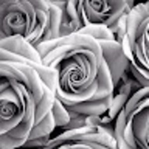 Meet your Posher, Bridget